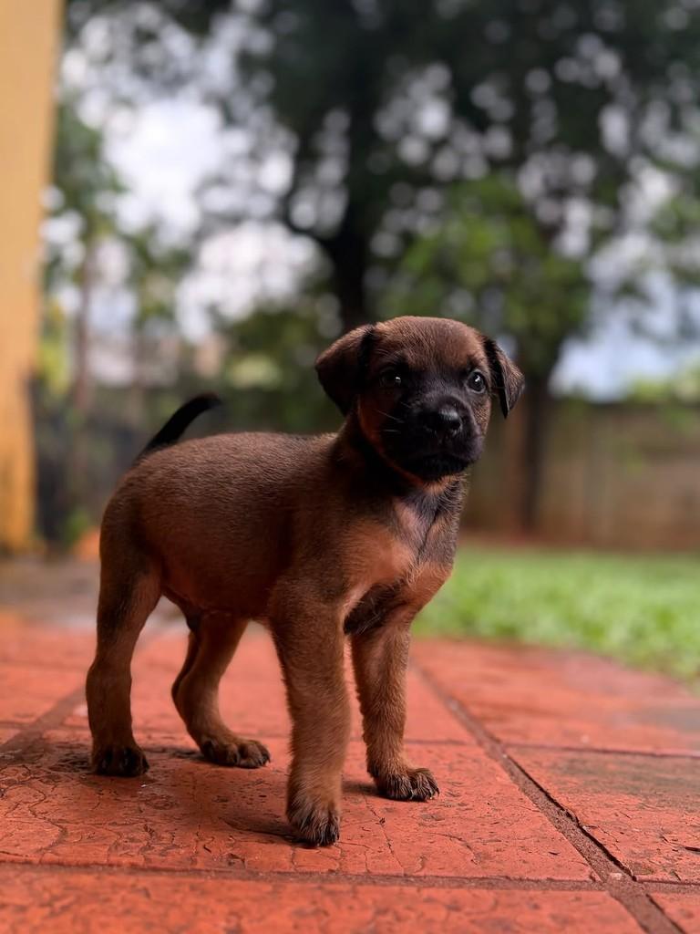 Oliver, cachorro de porte médio para adoção em Campinas - SP — foto 4 de 10