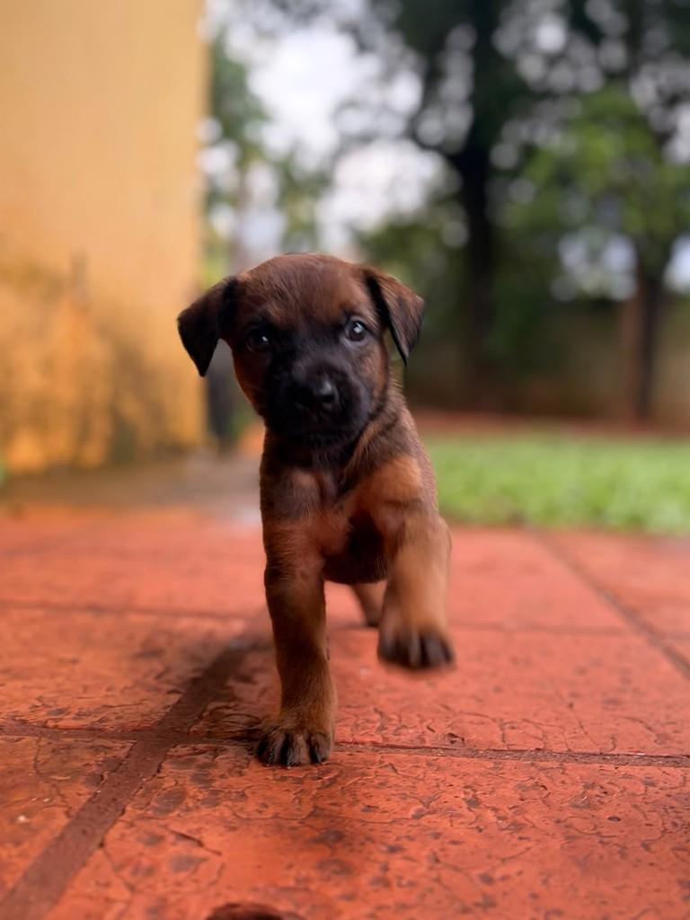 Oliver, cachorro de porte médio para adoção em Campinas - SP — foto 5 de 10