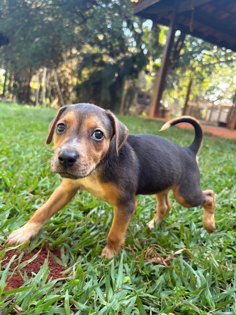Odara, cadela de porte médio para adoção em Campinas - SP — foto 4 de 9