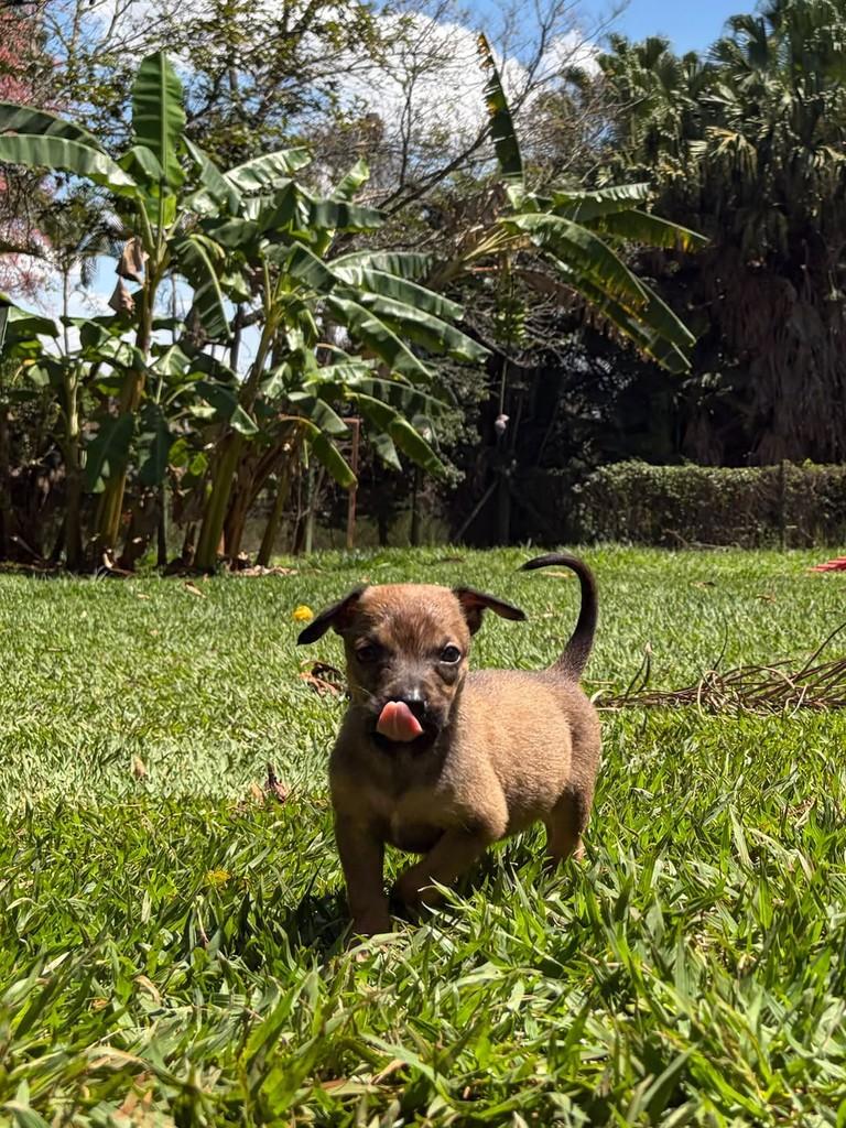 Olinda Pitica, cadela de porte médio para adoção em Campinas - SP — foto 5 de 14