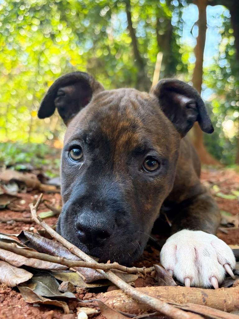 Roma, cadela de porte grande para adoção em Campinas - SP