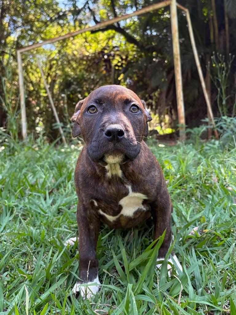 Roma, cadela de porte grande para adoção em Campinas - SP — foto 2 de 11