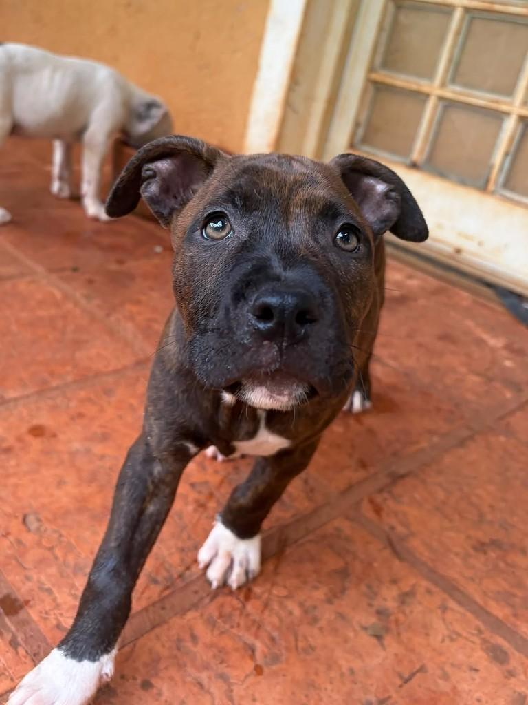 Roma, cadela de porte grande para adoção em Campinas - SP — foto 3 de 11