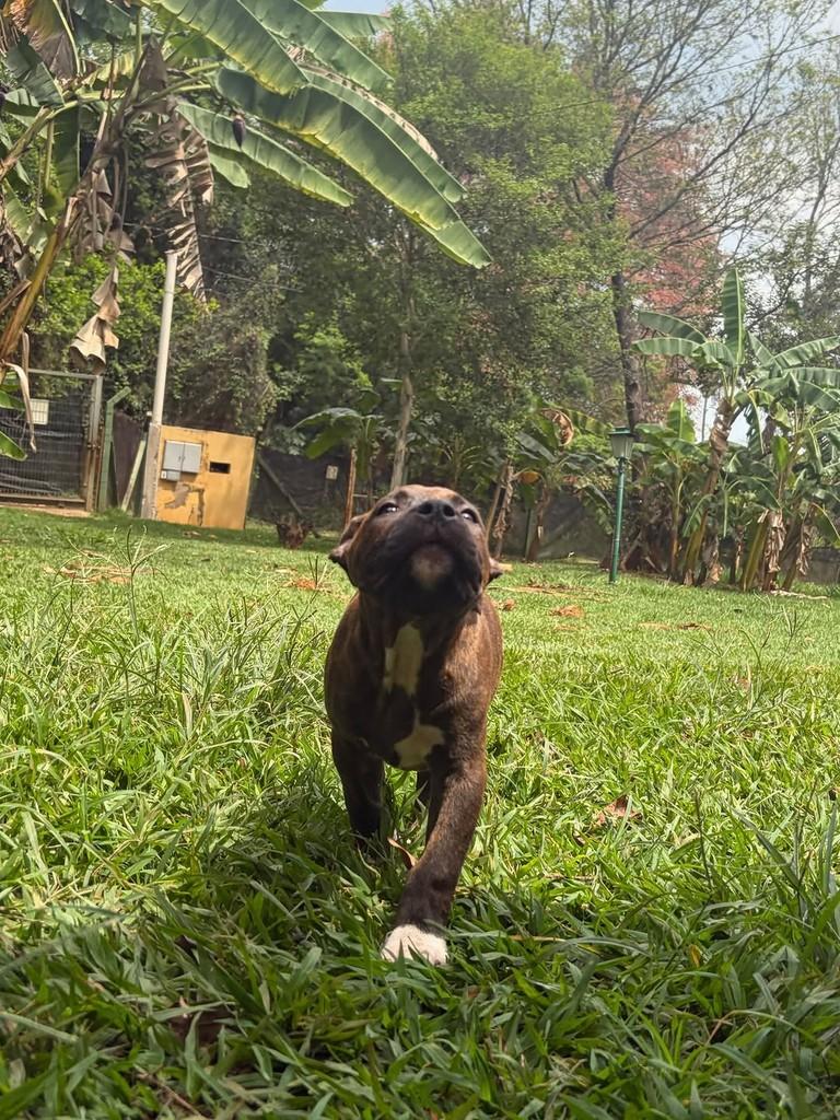 Roma, cadela de porte grande para adoção em Campinas - SP — foto 4 de 11