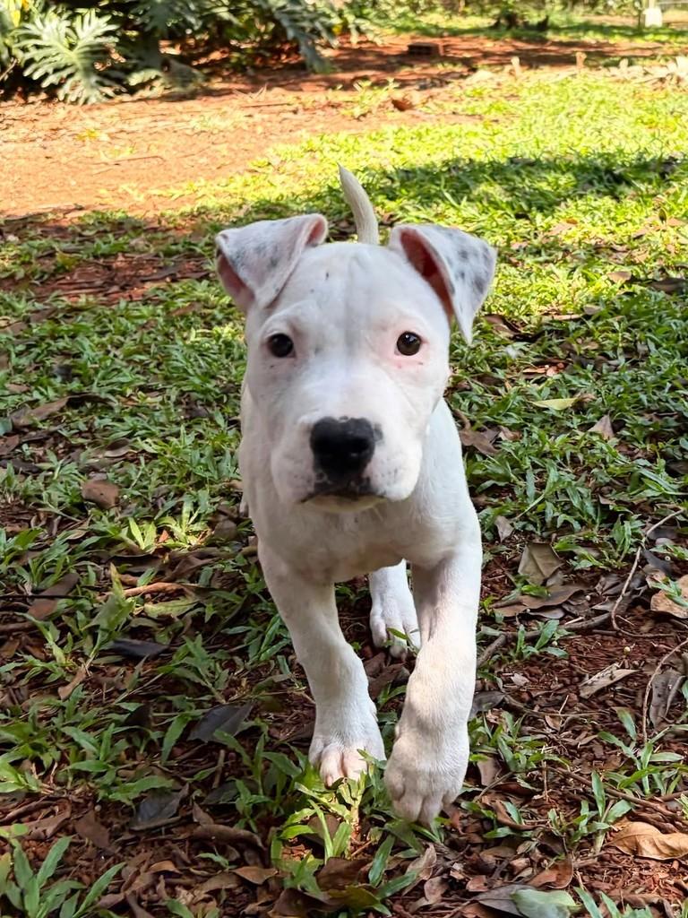 Verona, cadela de porte grande para adoção em Campinas - SP