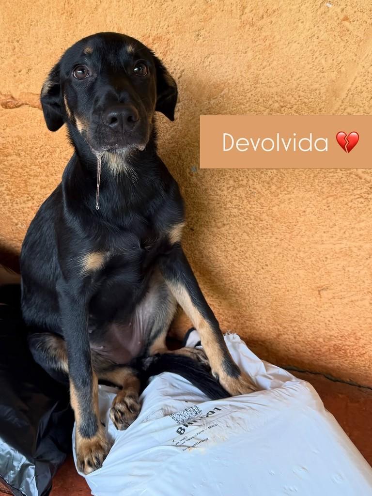 Ricota Cacau, cadela de porte médio para adoção em Campinas - SP