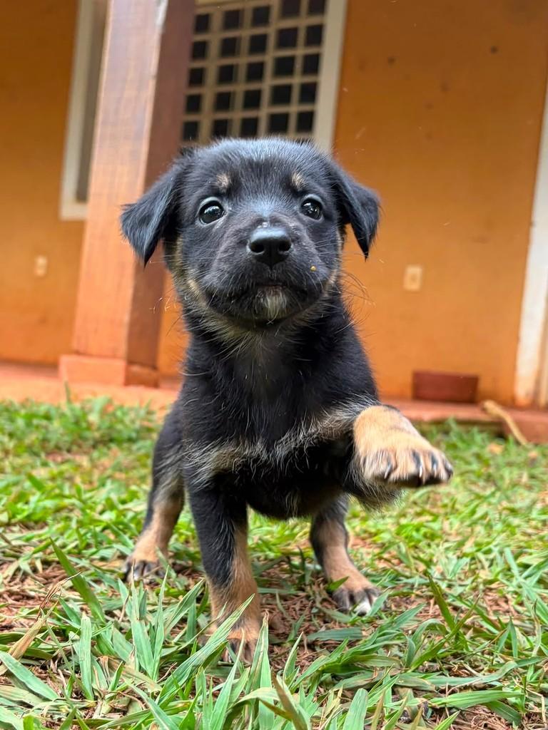 Ricota Cacau, cadela de porte médio para adoção em Campinas - SP — foto 2 de 4