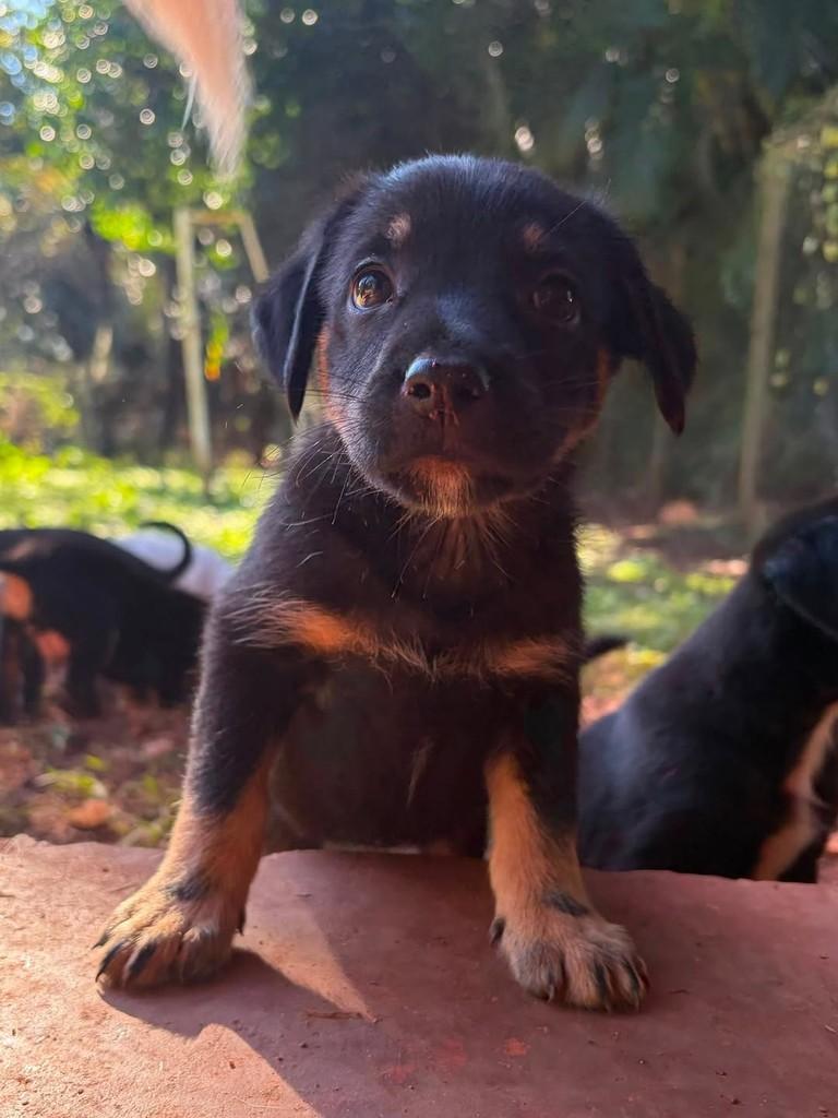 Ricota Cacau, cadela de porte médio para adoção em Campinas - SP — foto 3 de 4