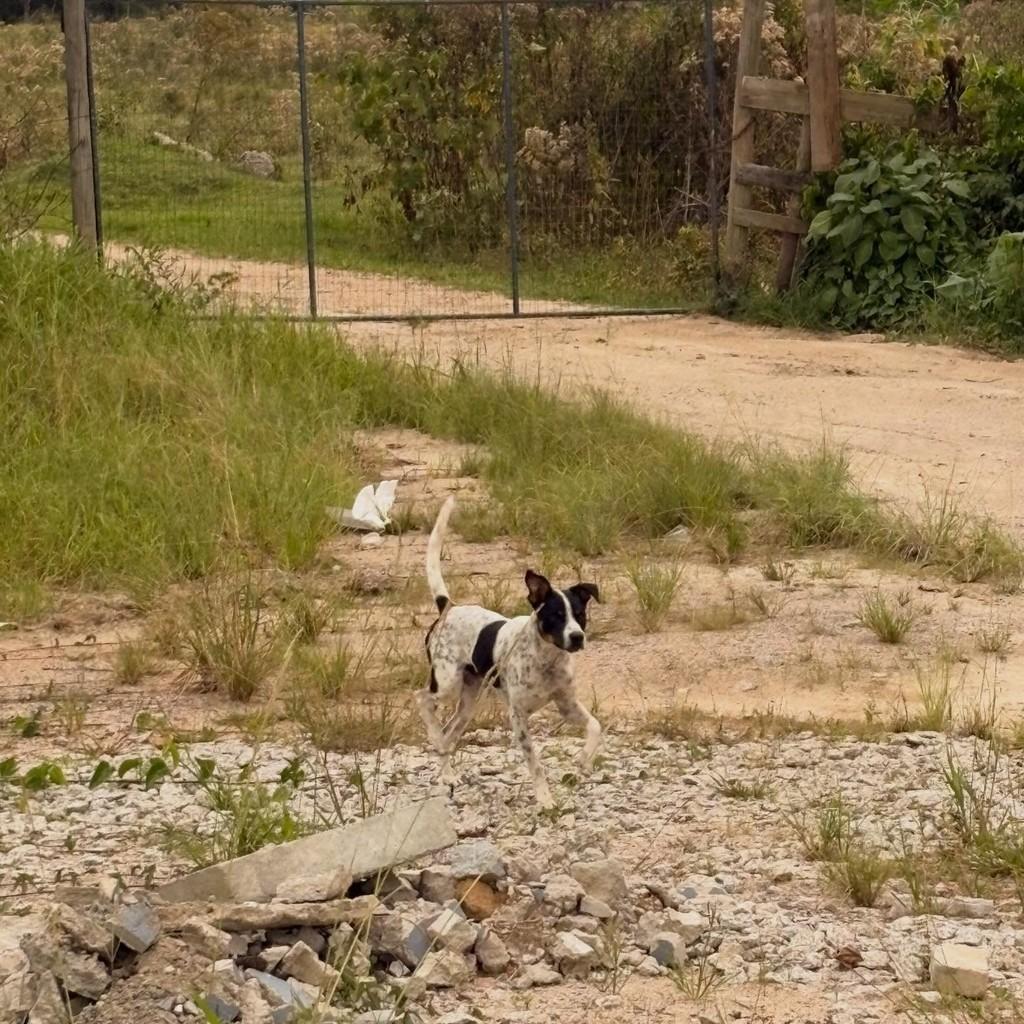 Xadrez, cachorro de porte pequeno para adoção em Biguaçu - SC