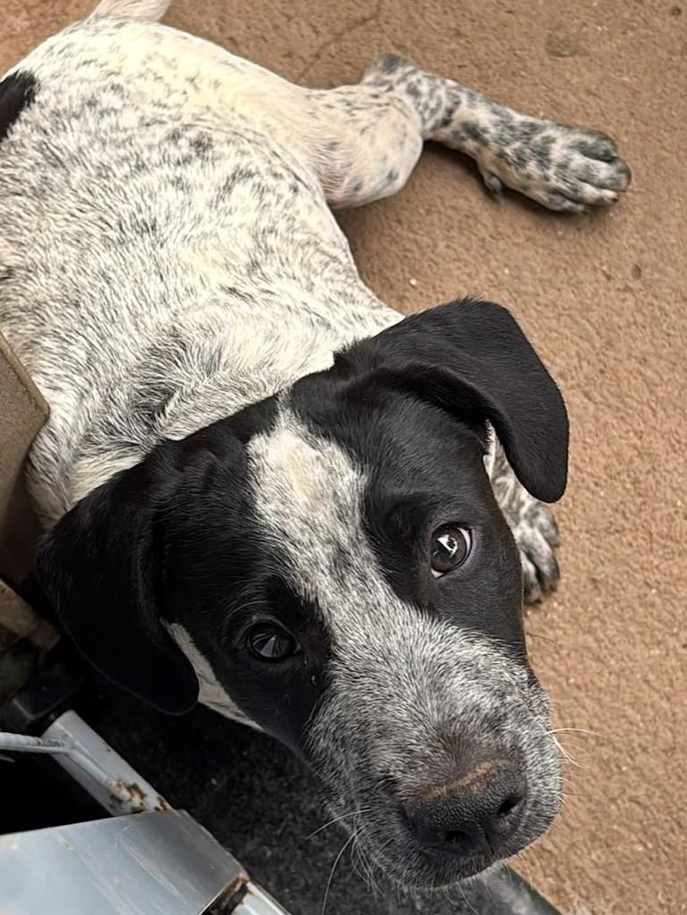 Billy Júnior, cachorro de porte médio para adoção em Biguaçu - SC
