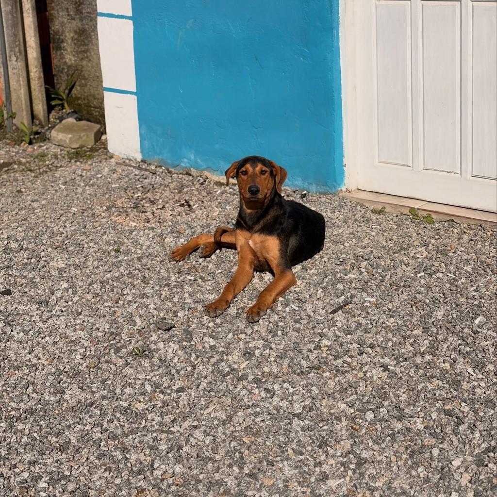 Jhow, cachorro de porte médio para adoção em Biguaçu - SC