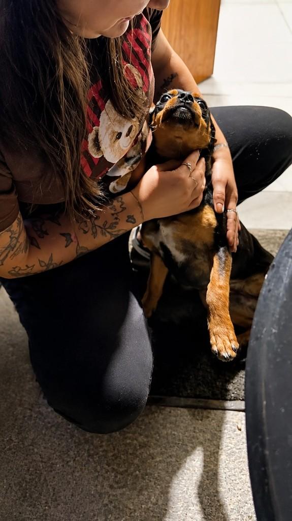 Betinho, cachorro de porte pequeno para adoção em Biguaçu - SC