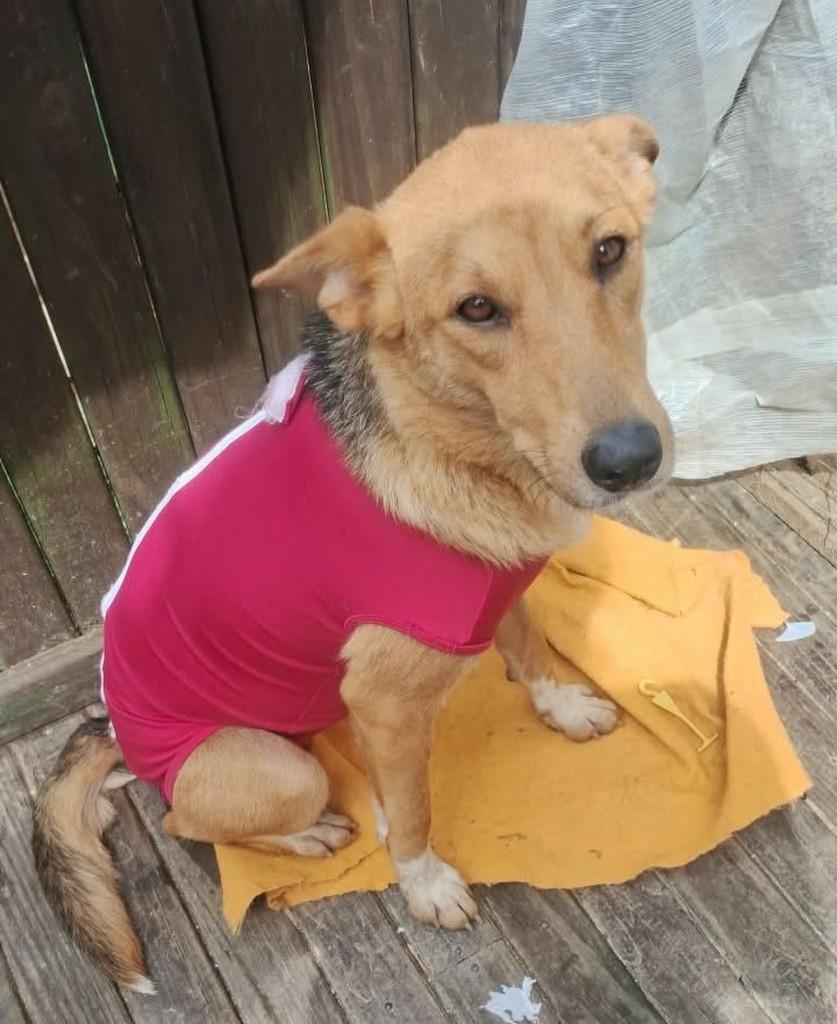 Dandara, cachorro de porte pequeno para adoção em Biguaçu - SC