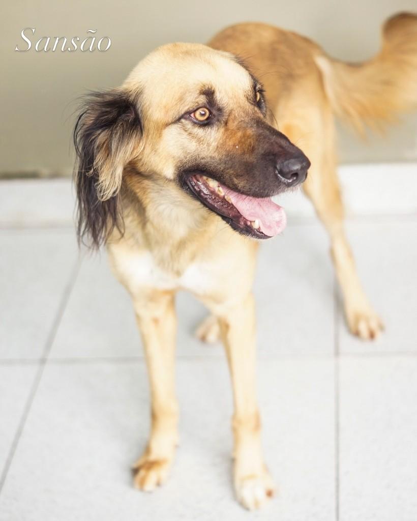 Benny, cachorro de porte médio para adoção em Manaus - AM