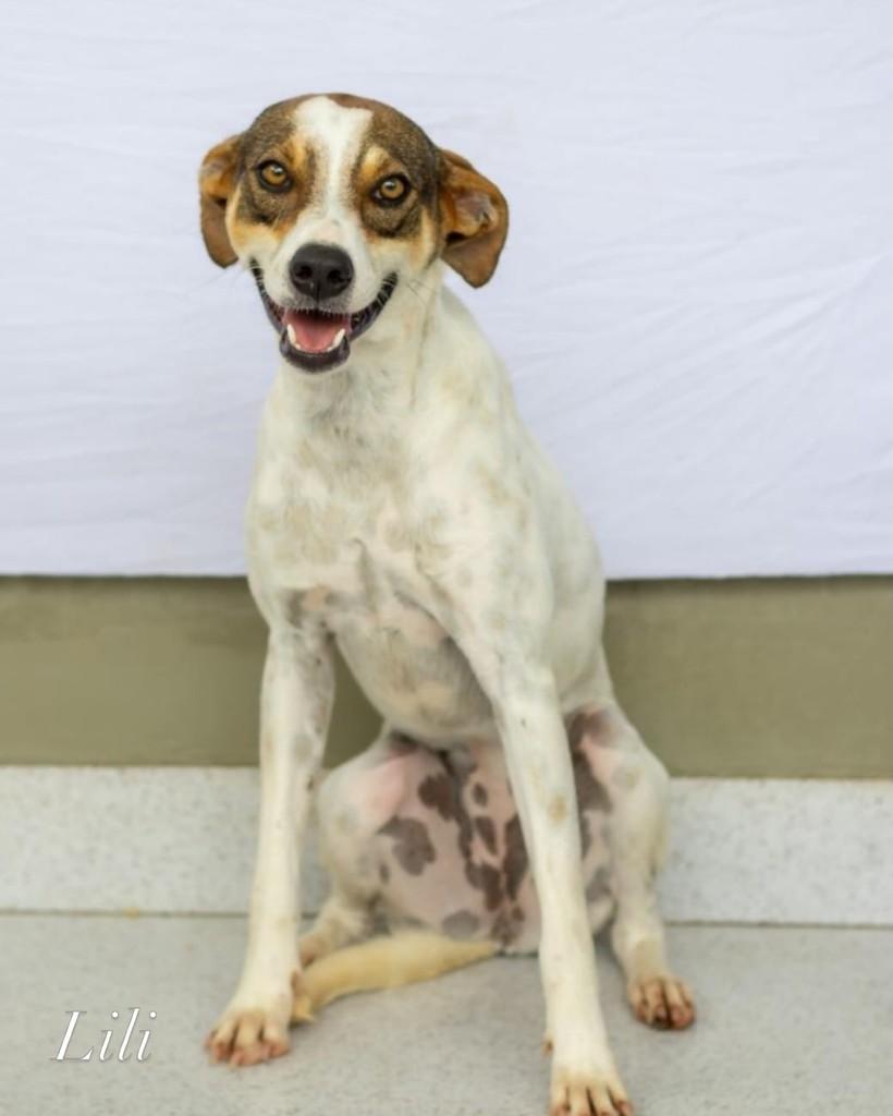 Benny, cachorro de porte médio para adoção em Manaus - AM — foto 2 de 4