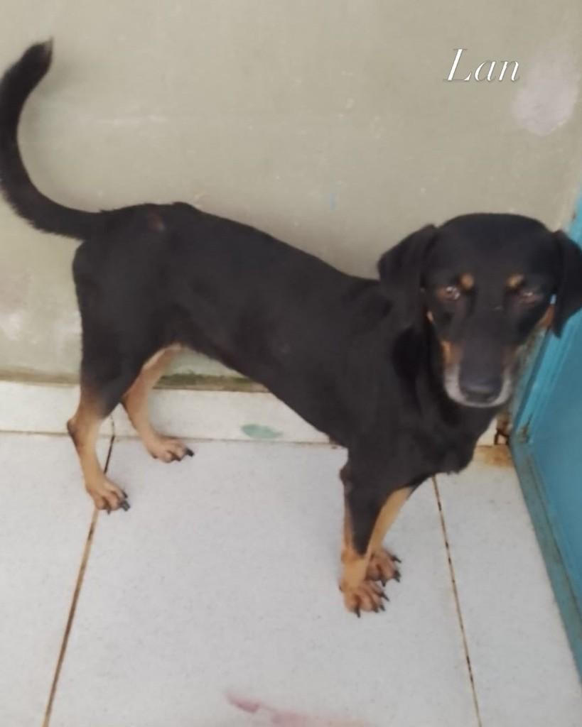 Benny, cachorro de porte médio para adoção em Manaus - AM — foto 3 de 4