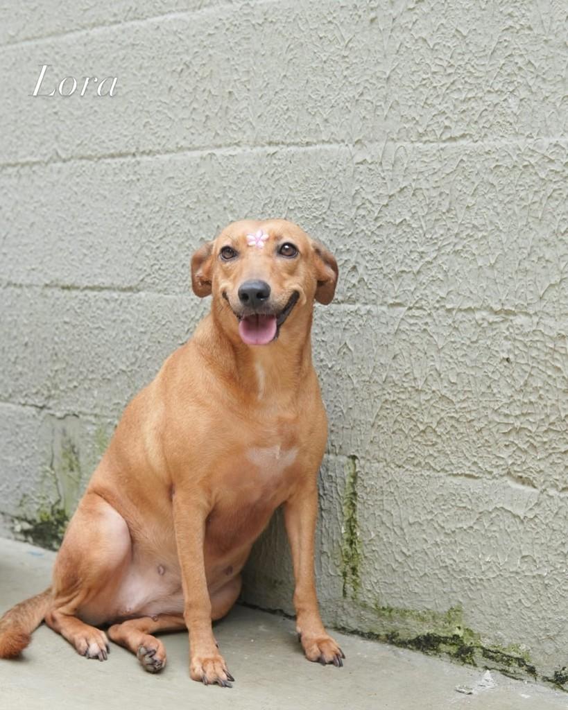 Benny, cachorro de porte médio para adoção em Manaus - AM — foto 4 de 4