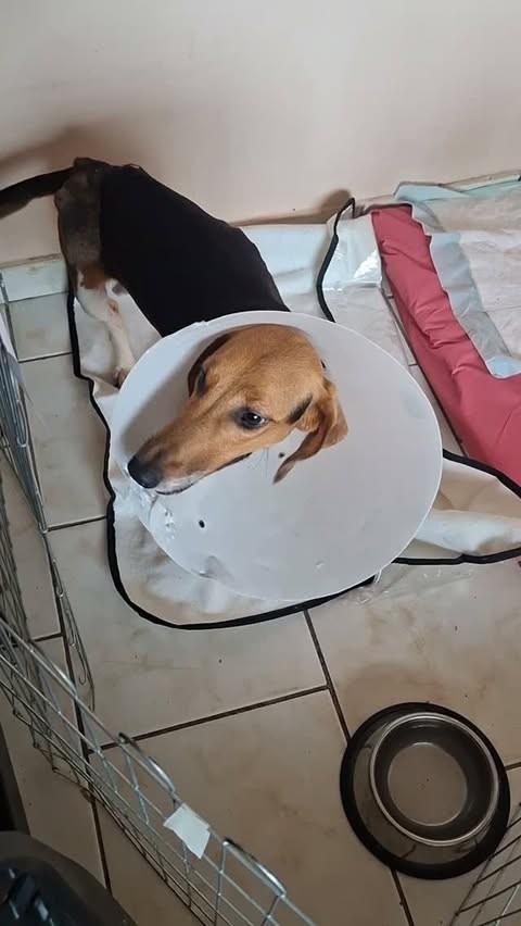 Polly, cadela de porte pequeno para adoção em Santana de Cataguases - MG