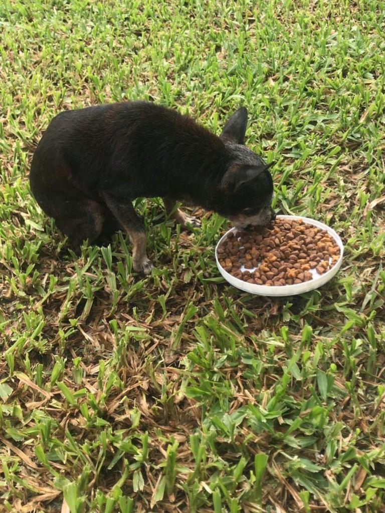 Este pinscher idoso, cachorro de porte pequeno para adoção em Três de Maio - RS