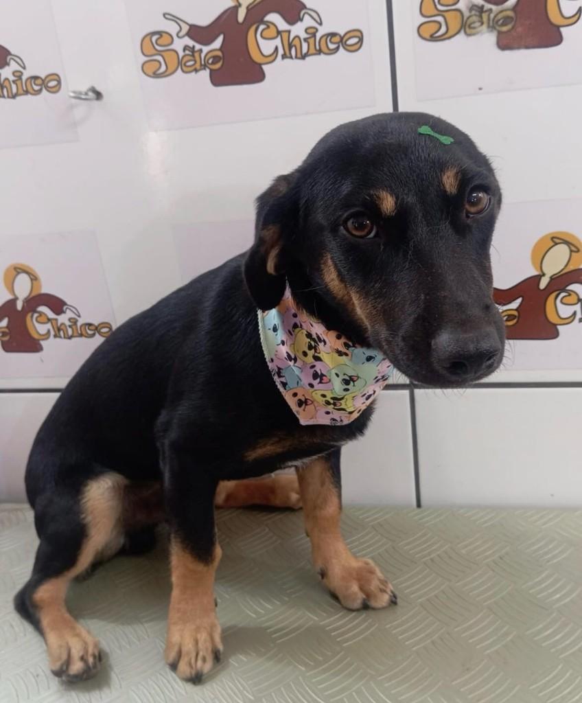 Espeto, cachorro de porte pequeno para adoção em Três de Maio - RS