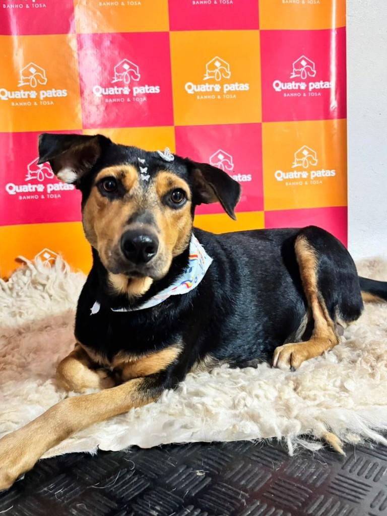 Gorda, cachorro de porte médio para adoção em Três de Maio - RS