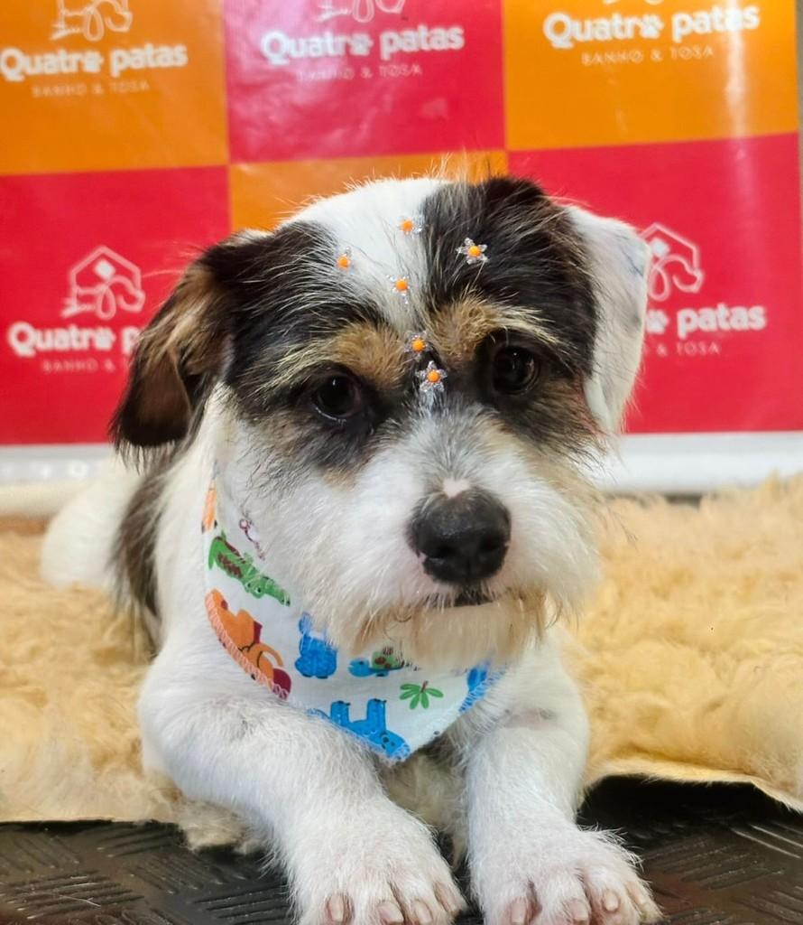 Fredy, cachorro de porte pequeno para adoção em Três de Maio - RS