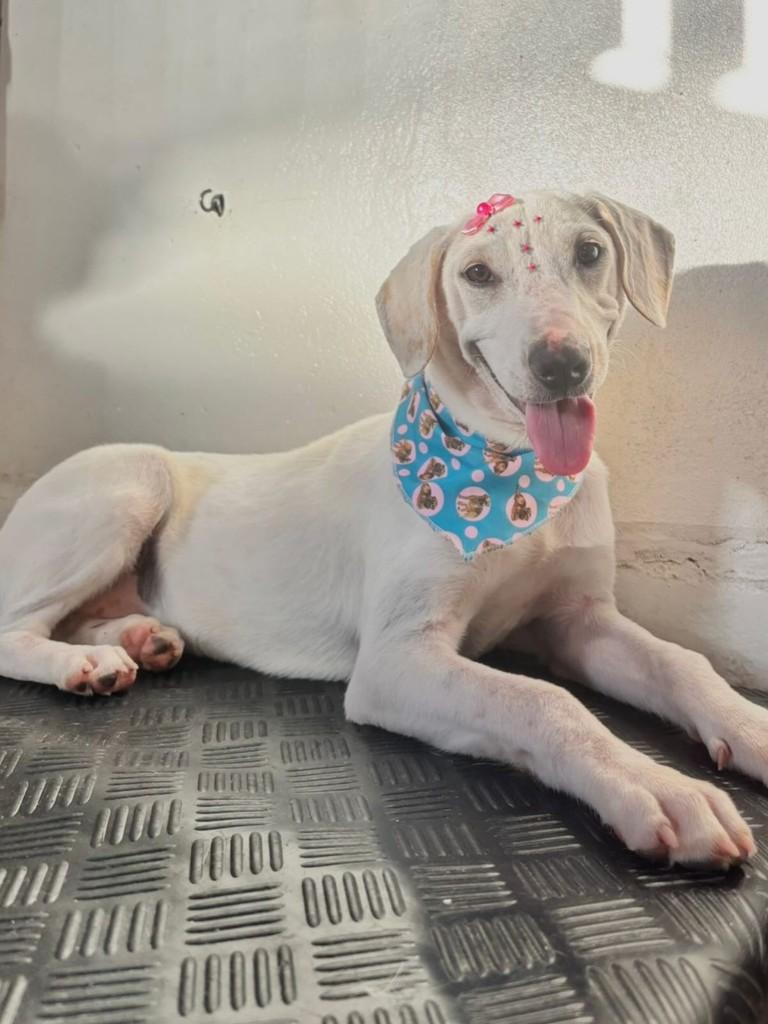 Branca, cachorro de porte médio para adoção em Três de Maio - RS