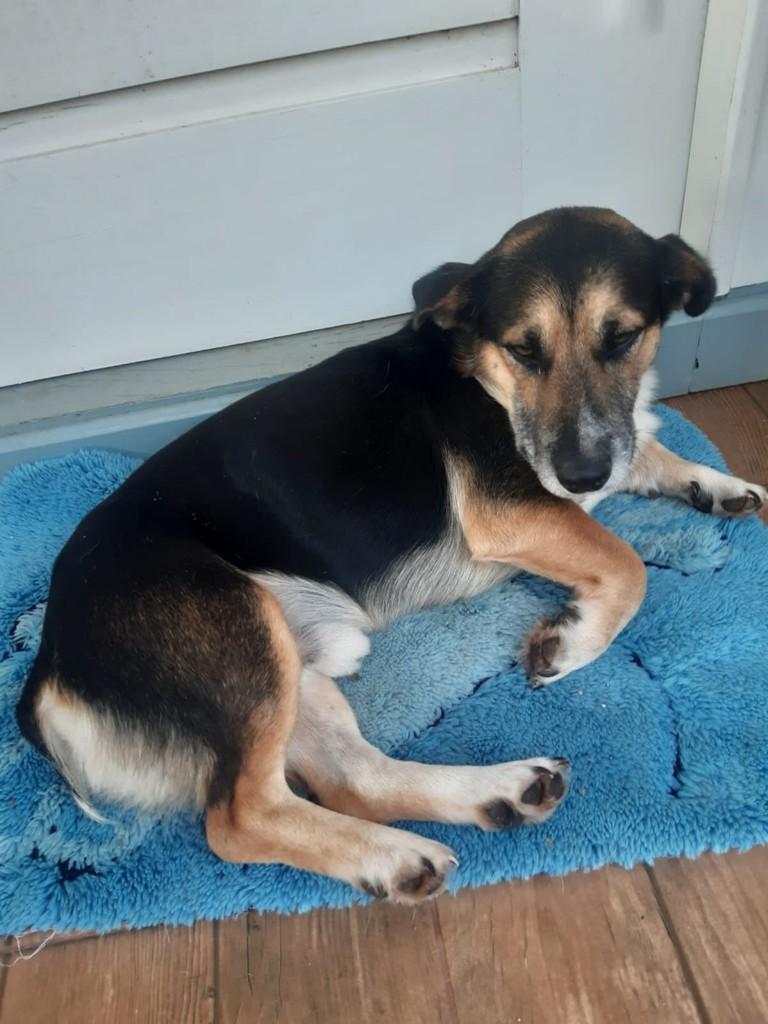 Rodolfo, cachorro de porte médio para adoção em Três de Maio - RS