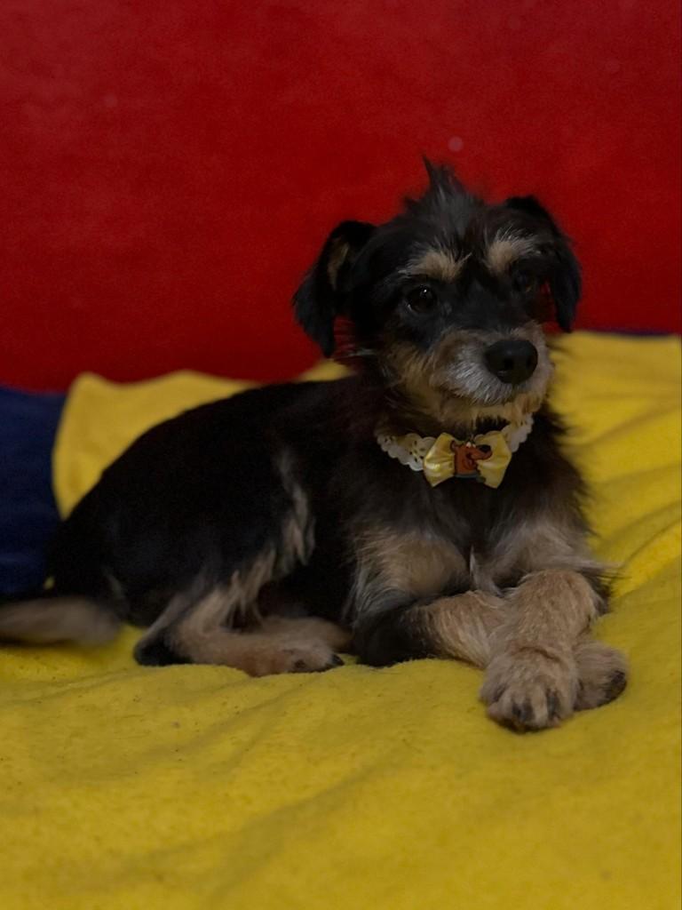 Fiapo, cachorro de porte pequeno para adoção em Três de Maio - RS