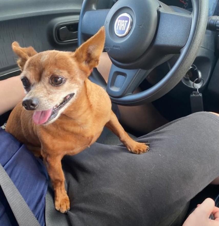 Pingo, cachorro de porte pequeno para adoção em Três de Maio - RS
