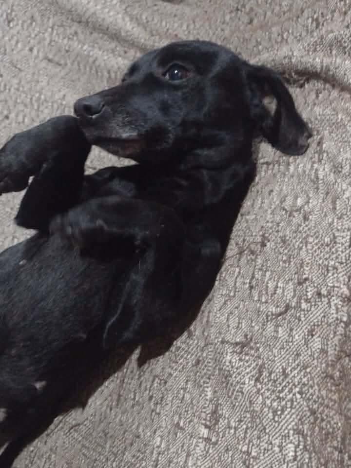 Fran, cachorro de porte pequeno para adoção em Três de Maio - RS