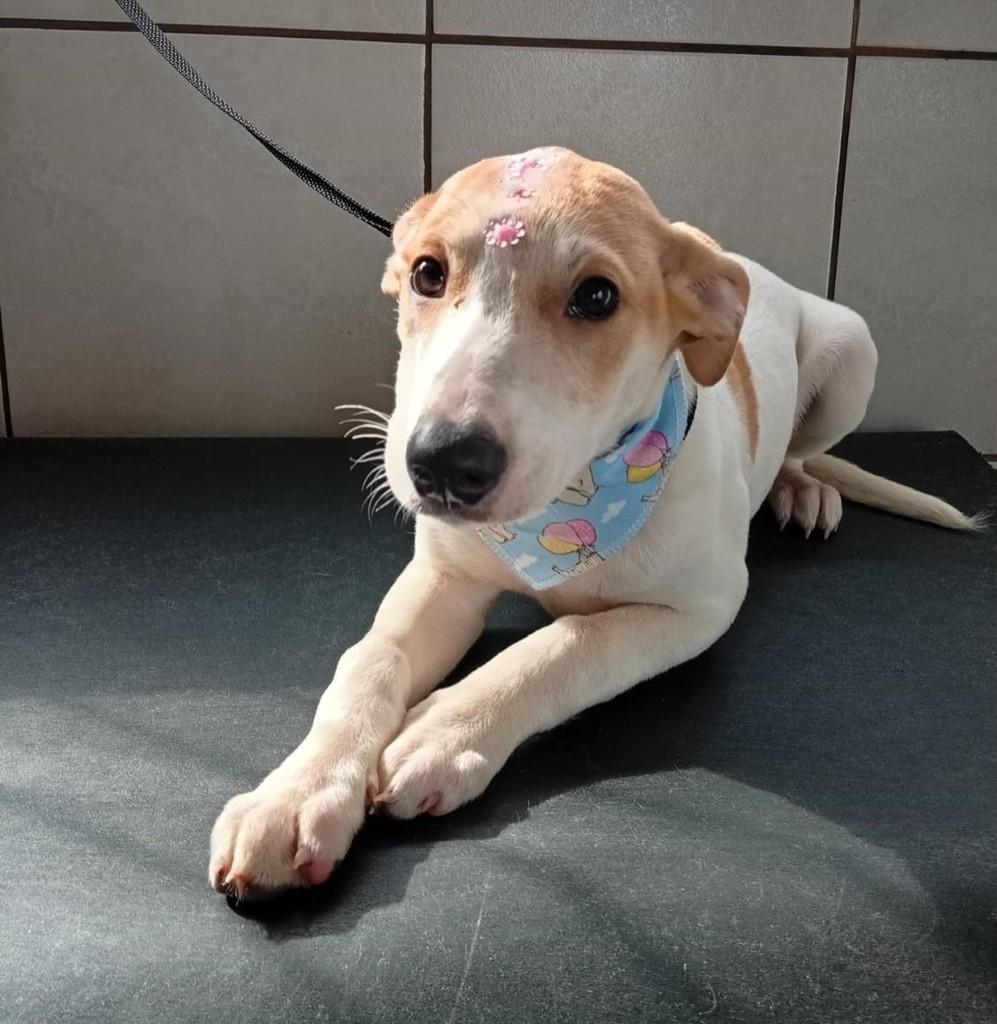Ela, cachorro de porte pequeno para adoção em Três de Maio - RS