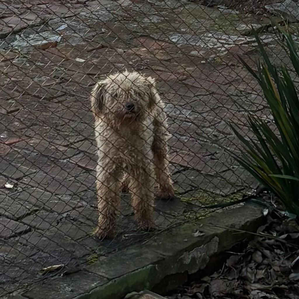 Francisco, cachorro de porte pequeno para adoção em Três de Maio - RS