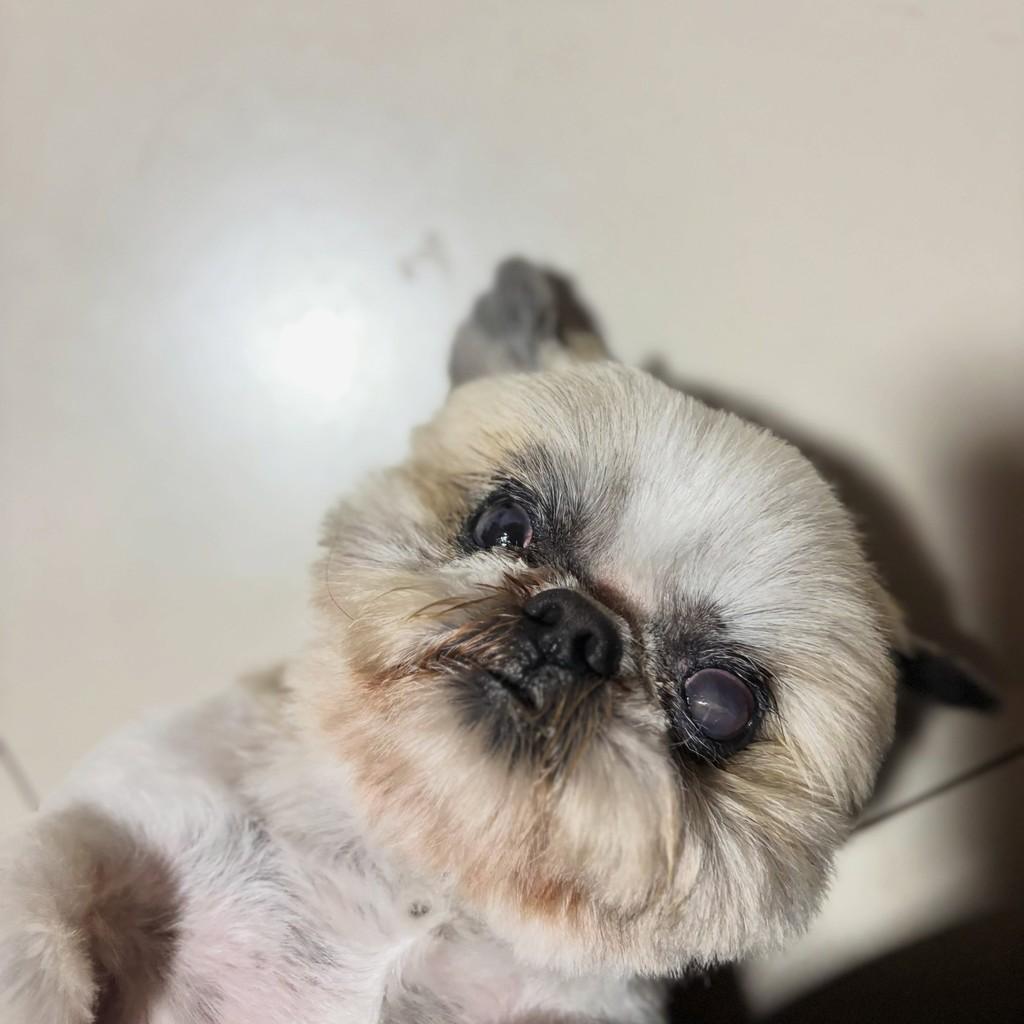 Nescau, cachorro de porte médio para adoção em Três de Maio - RS