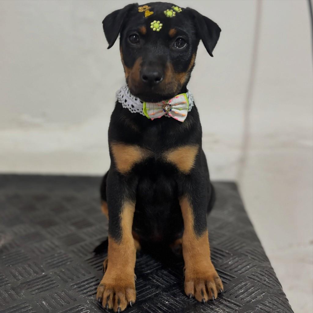 Preta, cachorro de porte médio para adoção em Independência - CE