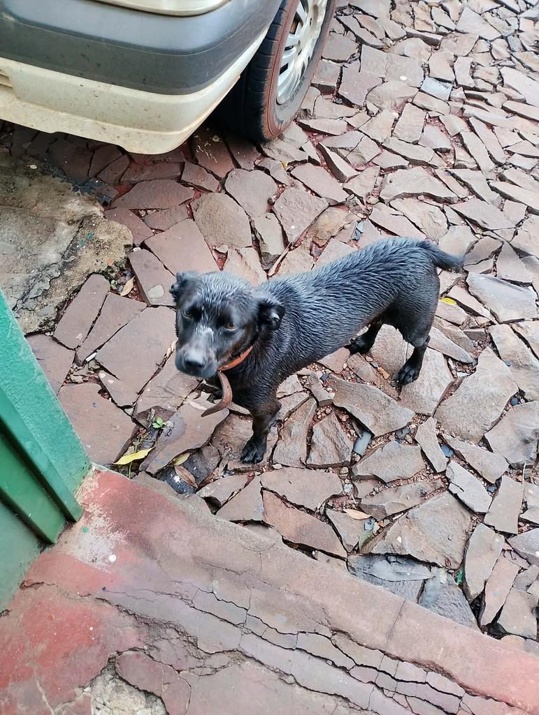 Mocinho, cachorro de porte pequeno para adoção em Três de Maio - RS