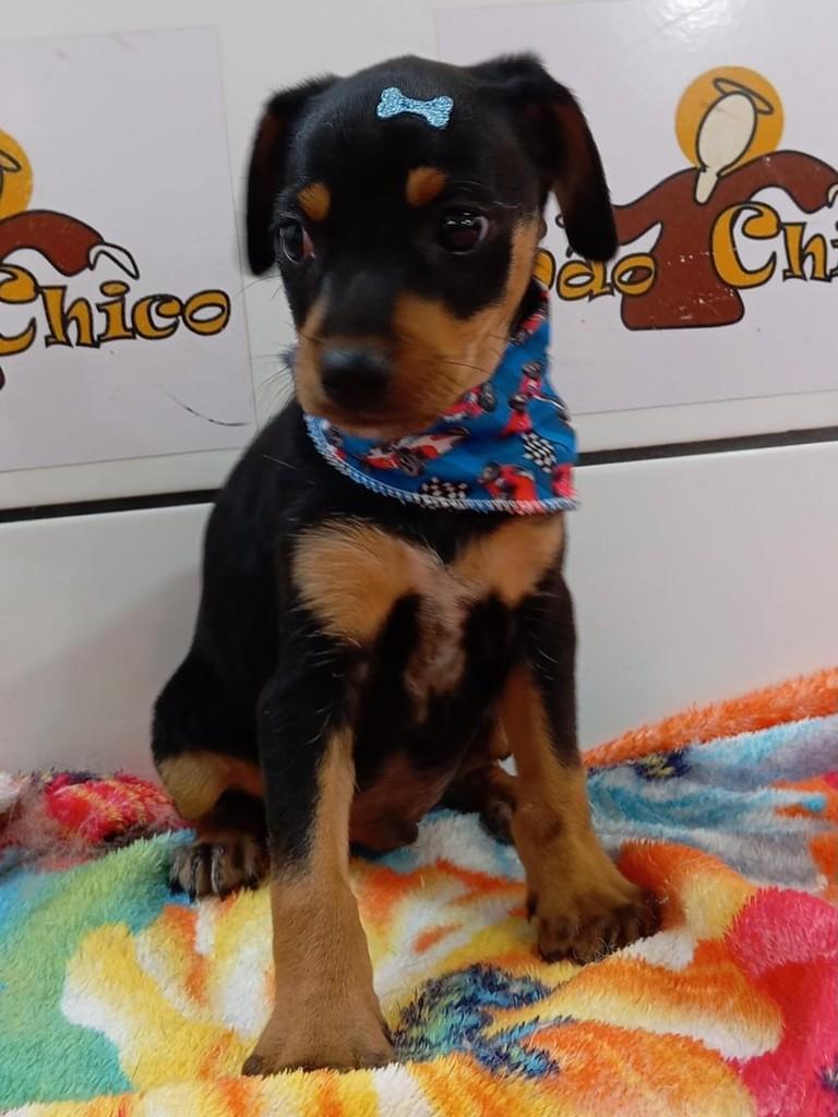 Pixote, cachorro de porte pequeno para adoção em Três de Maio - RS