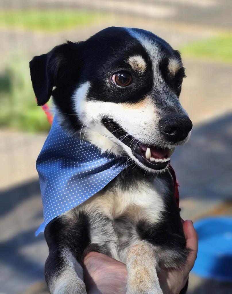 Juca, cachorro de porte pequeno para adoção em Três de Maio - RS