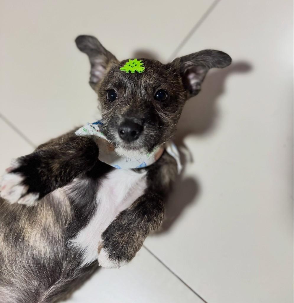 Juquinha, cachorro de porte pequeno para adoção em Independência - CE