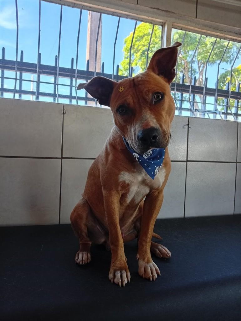 Pitt, cachorro de porte médio para adoção em Três de Maio - RS