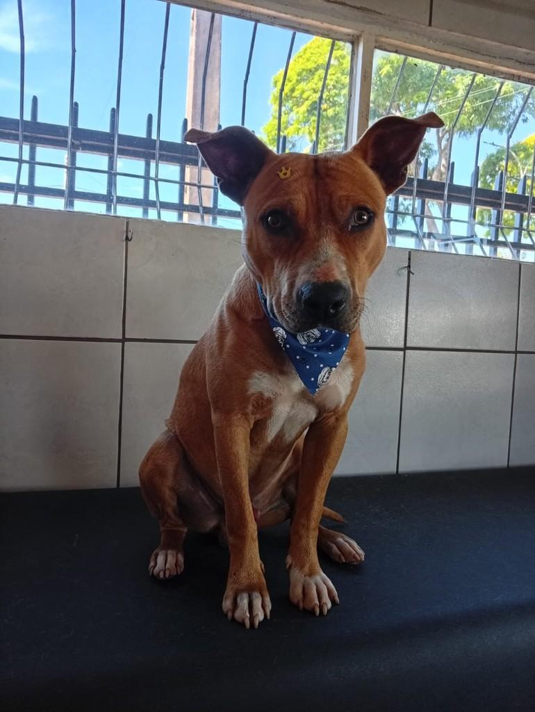 Pitt, cachorro de porte médio para adoção em Três de Maio - RS — foto 2 de 4