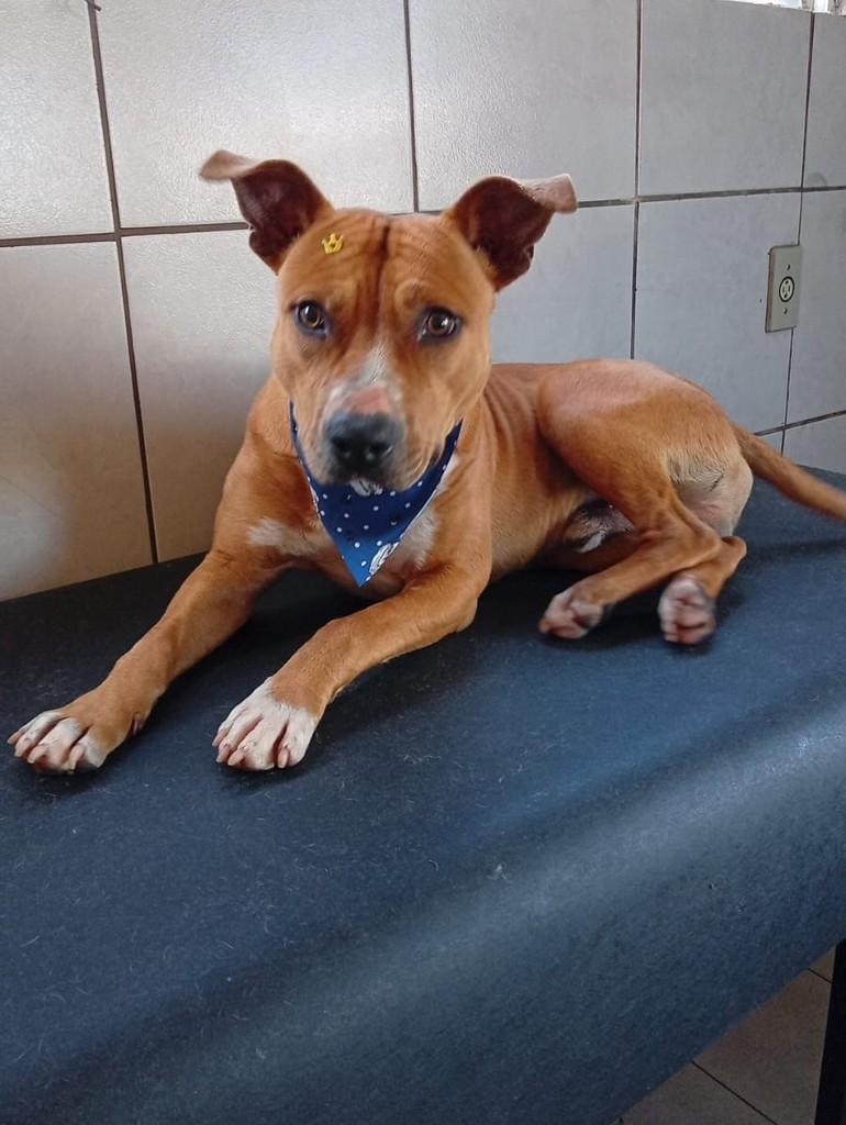 Pitt, cachorro de porte médio para adoção em Três de Maio - RS — foto 3 de 4