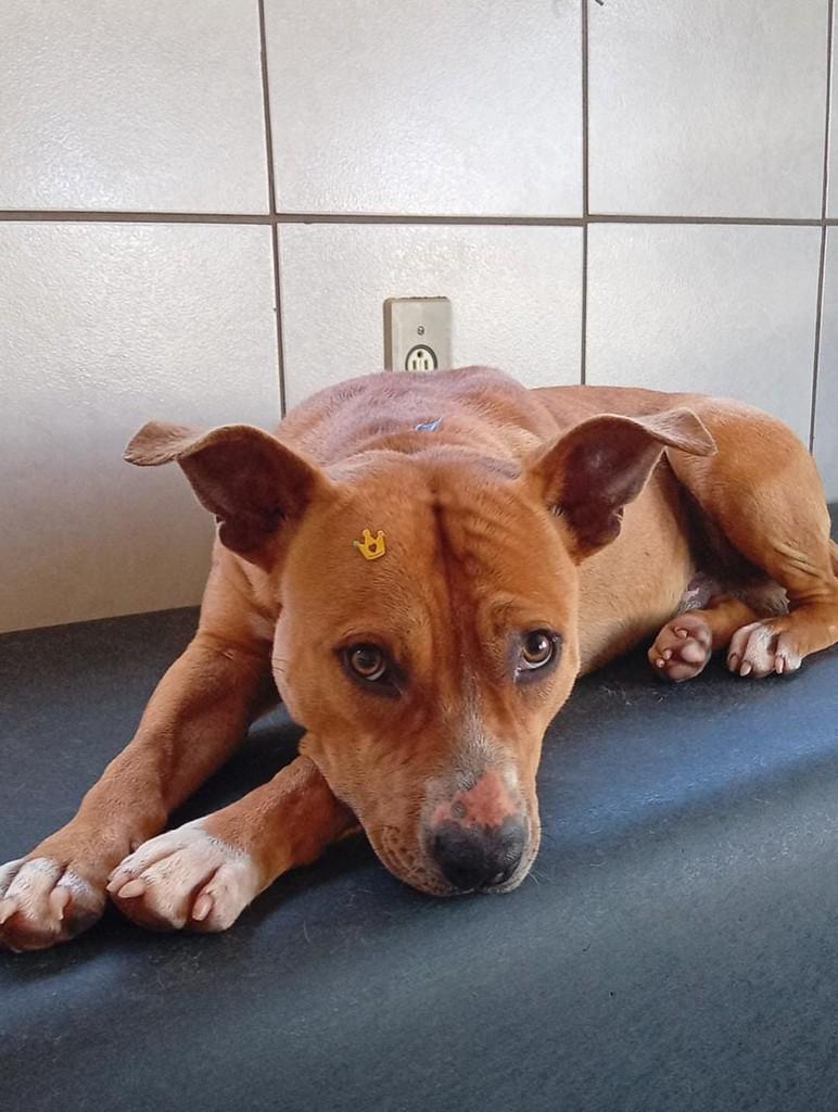 Pitt, cachorro de porte médio para adoção em Três de Maio - RS — foto 4 de 4