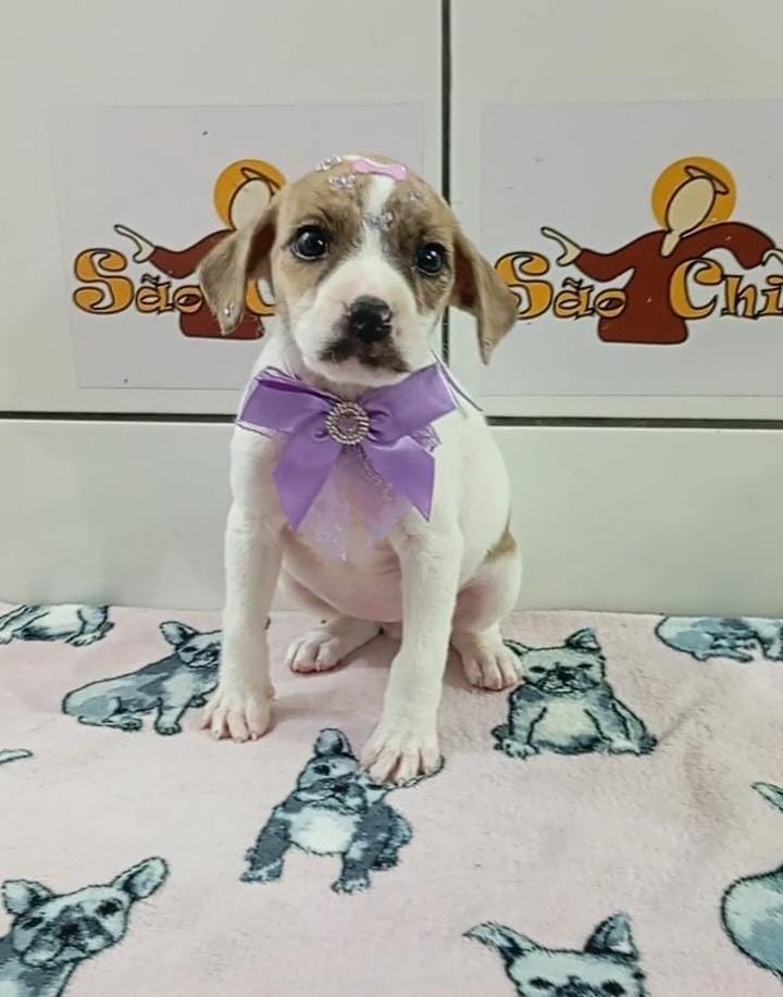 Nutella, cadela de porte médio para adoção em Três de Maio - RS
