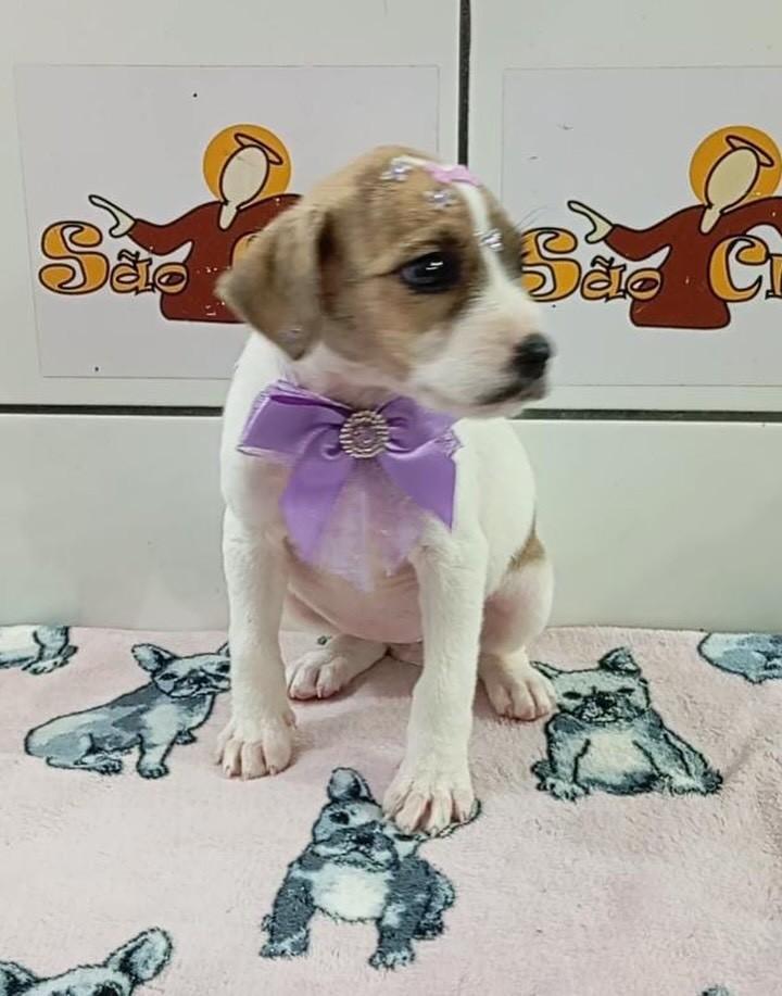 Nutella, cadela de porte médio para adoção em Três de Maio - RS — foto 2 de 2