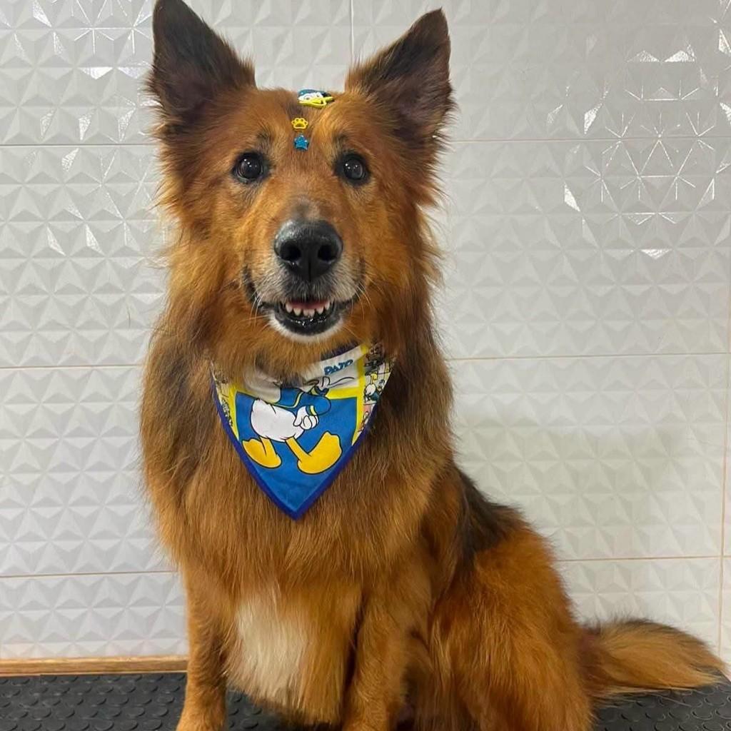 Bobi, cachorro de porte médio para adoção em Tuparendi - RS