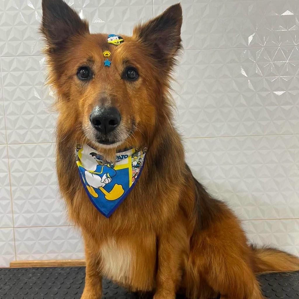 Bobi, cachorro de porte médio para adoção em Tuparendi - RS — foto 2 de 5