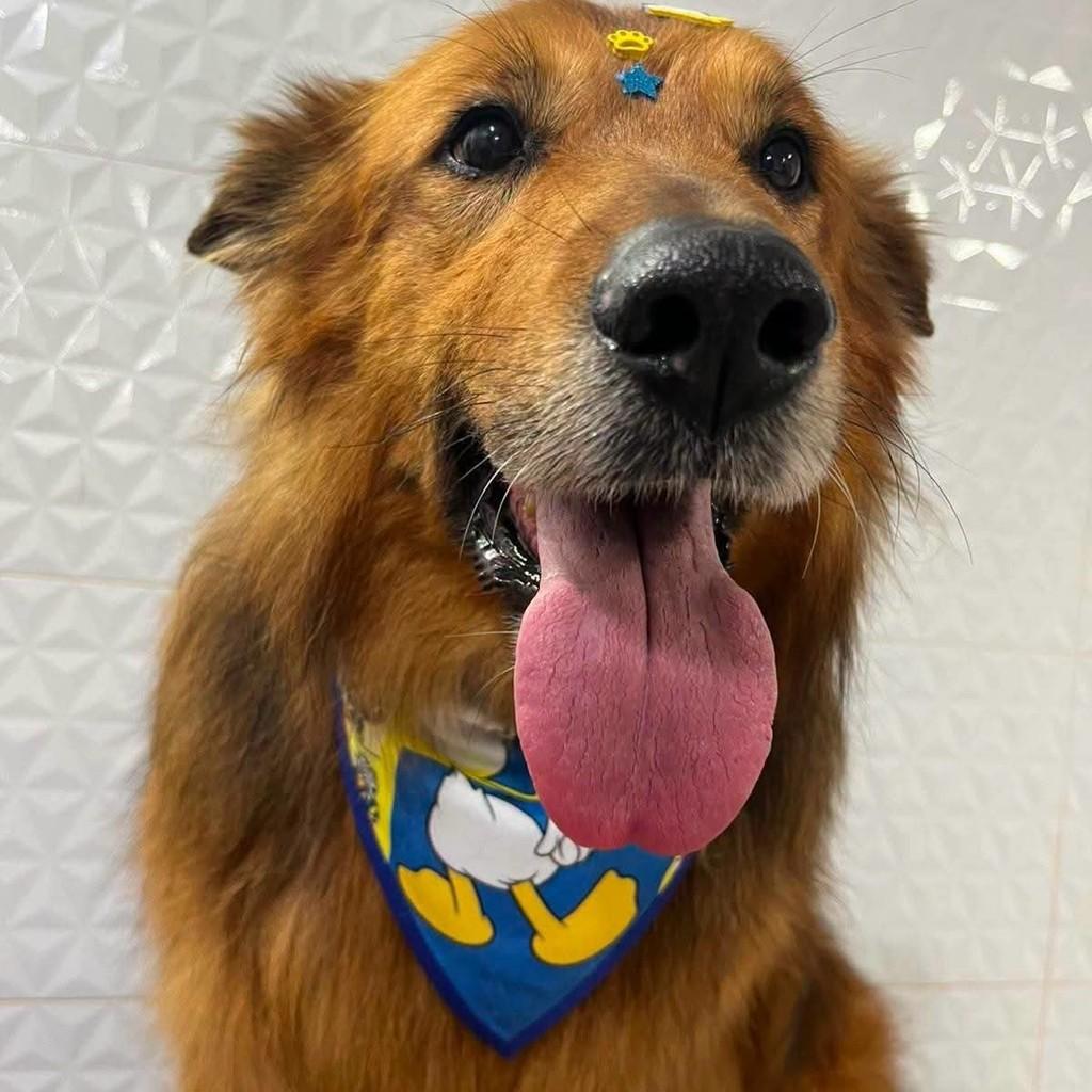 Bobi, cachorro de porte médio para adoção em Tuparendi - RS — foto 3 de 5