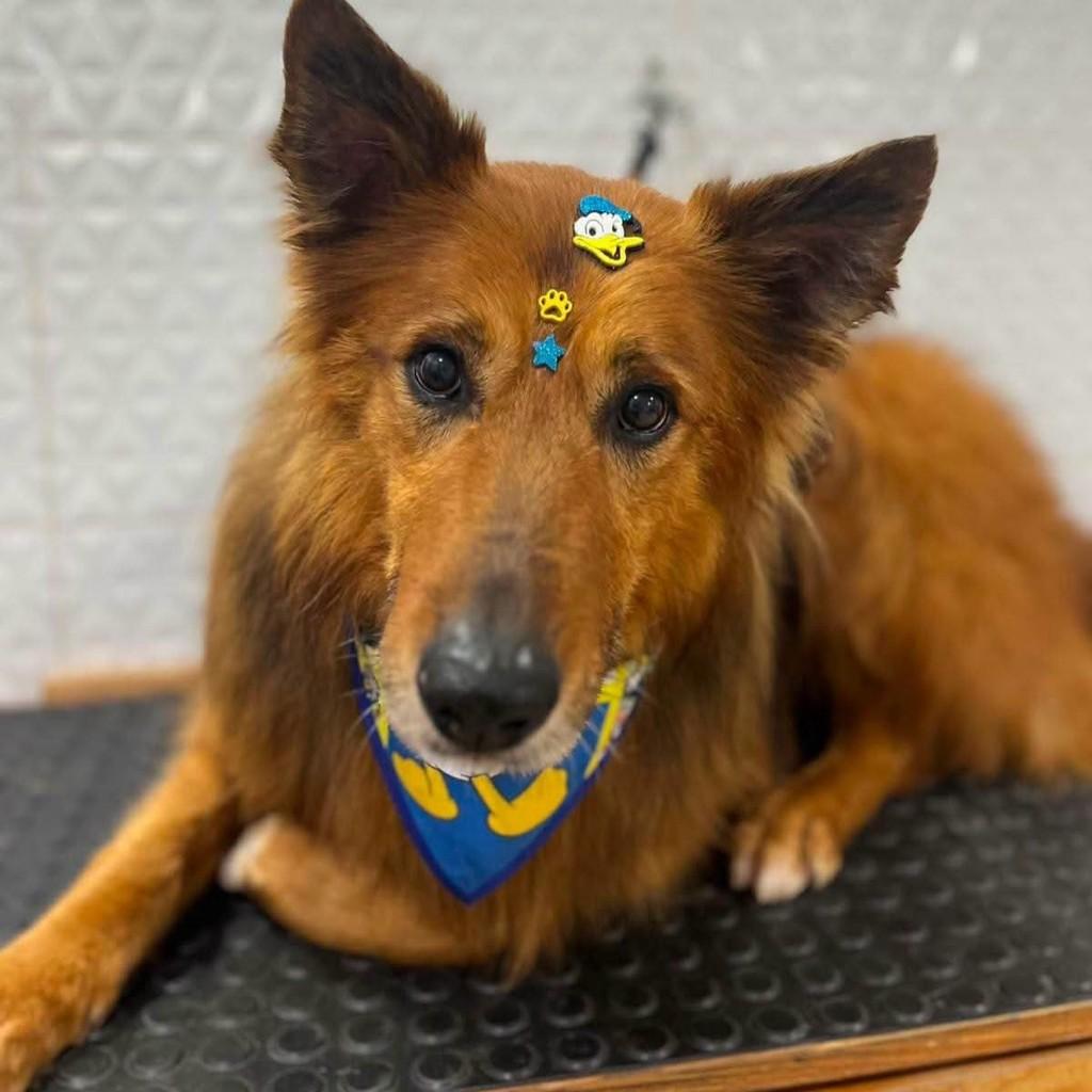 Bobi, cachorro de porte médio para adoção em Tuparendi - RS — foto 4 de 5