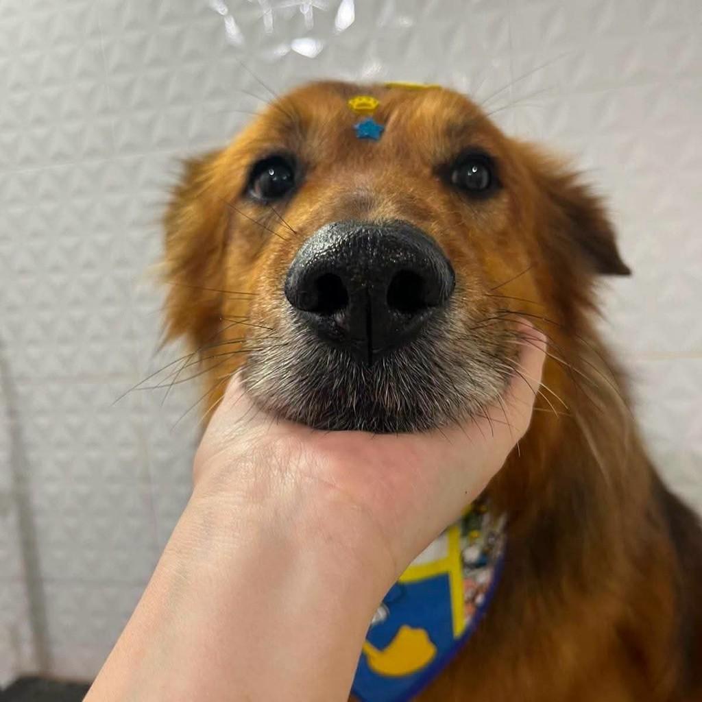 Bobi, cachorro de porte médio para adoção em Tuparendi - RS — foto 5 de 5